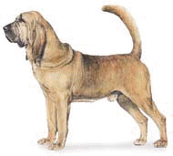 Bloodhound