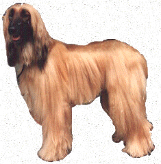 Afghanischer Windhund