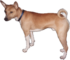 Basenji