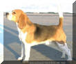 Beagle