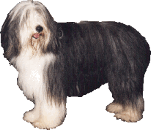 Bearded Collie