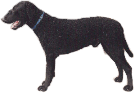 Curly Coated Retriever